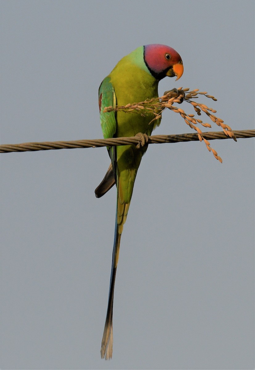 Plum-headed Parakeet - ML405244431