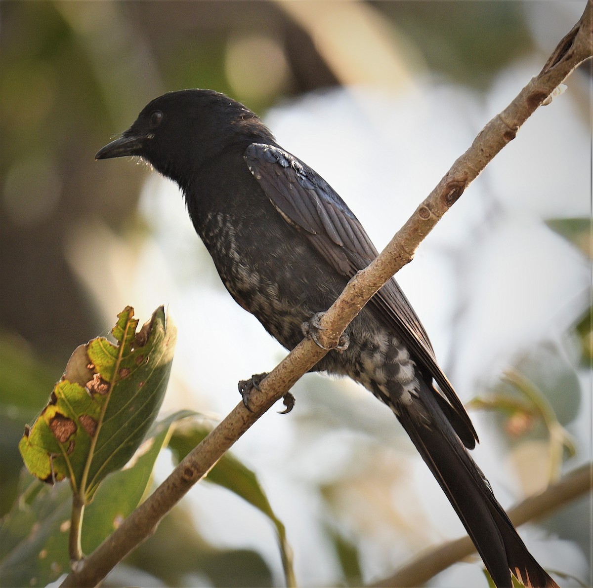 Black Drongo - ML405244621