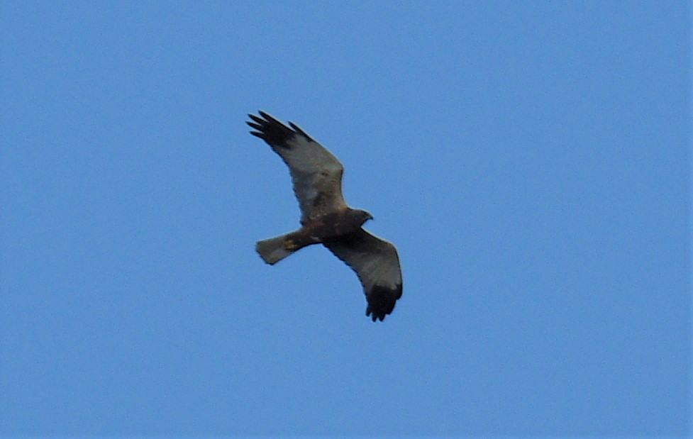 Western Marsh Harrier - ML405244951