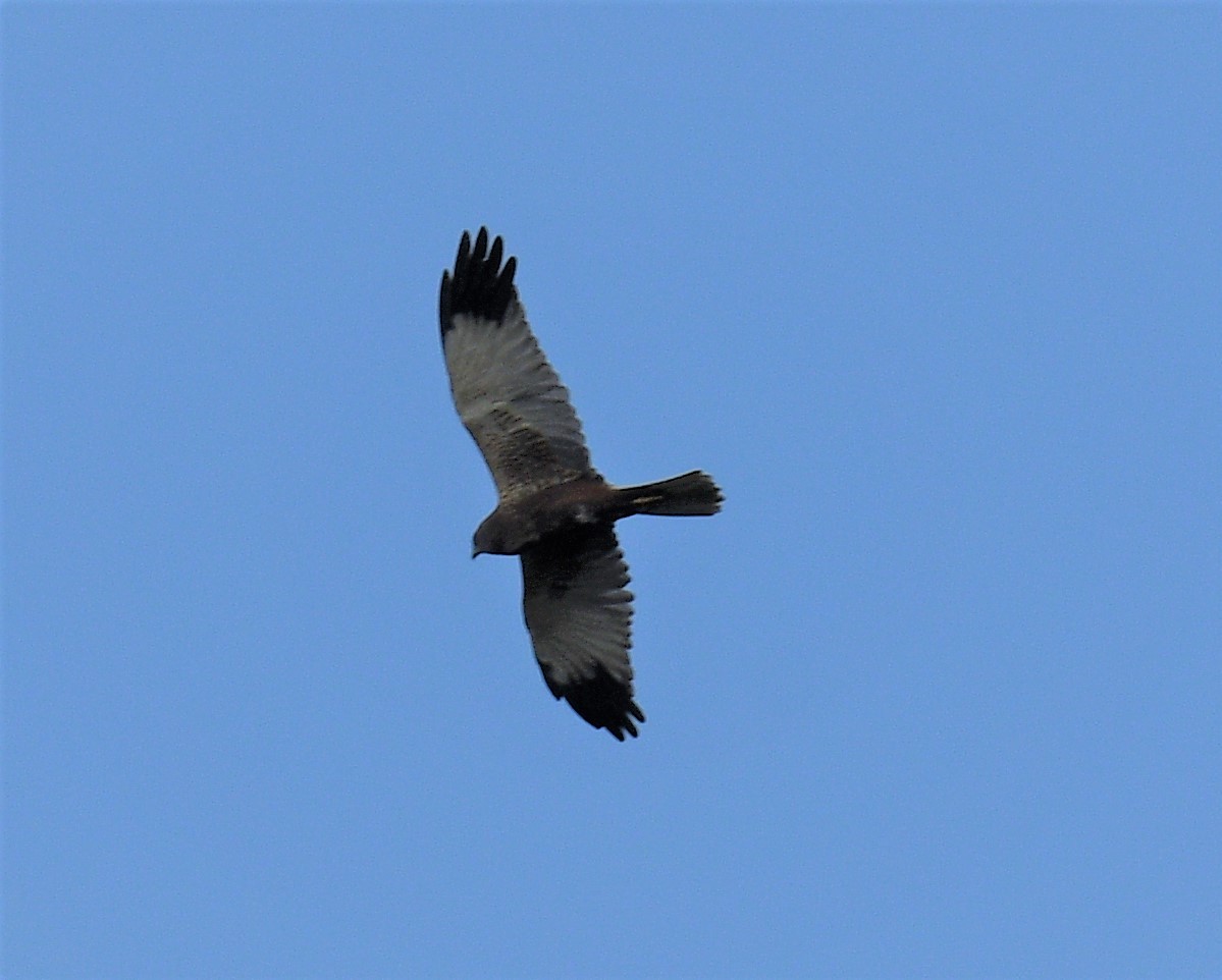 Western Marsh Harrier - ML405244961