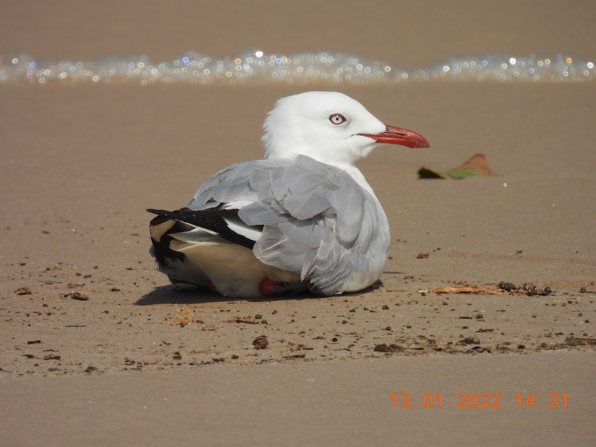 Silberkopfmöwe (novaehollandiae/forsteri) - ML405245551