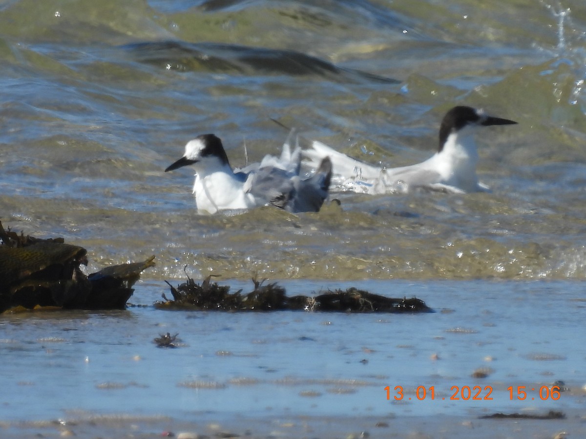 Common Tern (longipennis) - Trevor Oliver