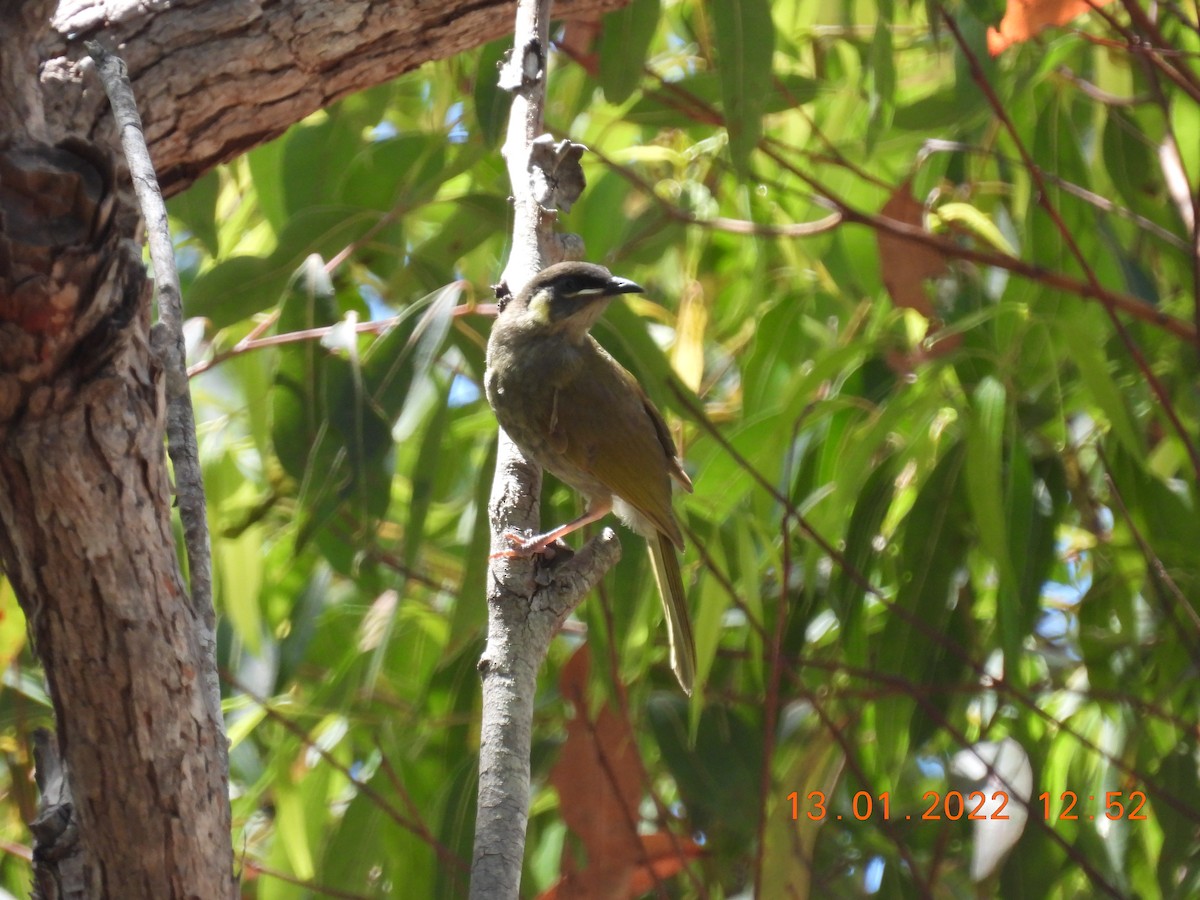 Lewin's Honeyeater - Trevor Oliver