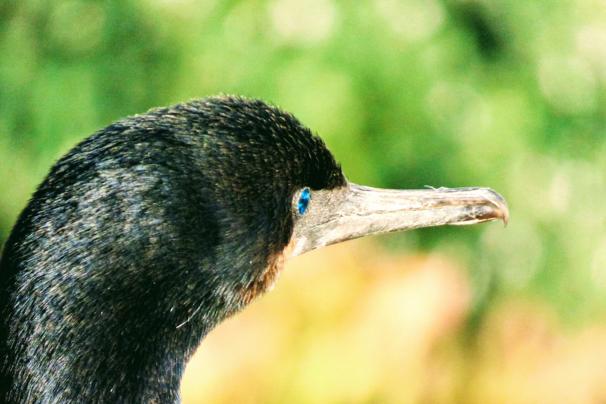 Brandt's Cormorant - ML40524571