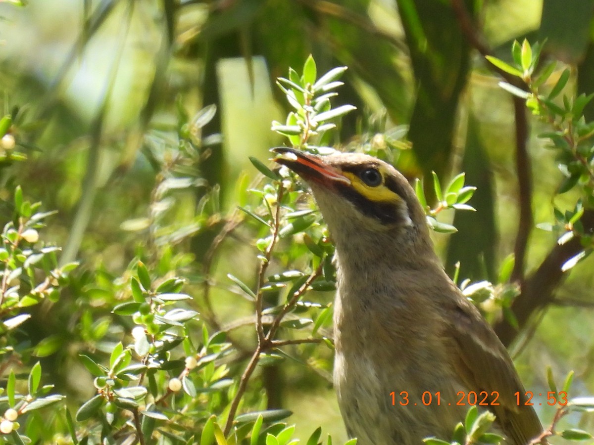 Yellow-faced Honeyeater - ML405245711