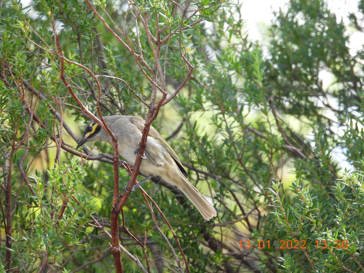 Yellow-faced Honeyeater - Trevor Oliver