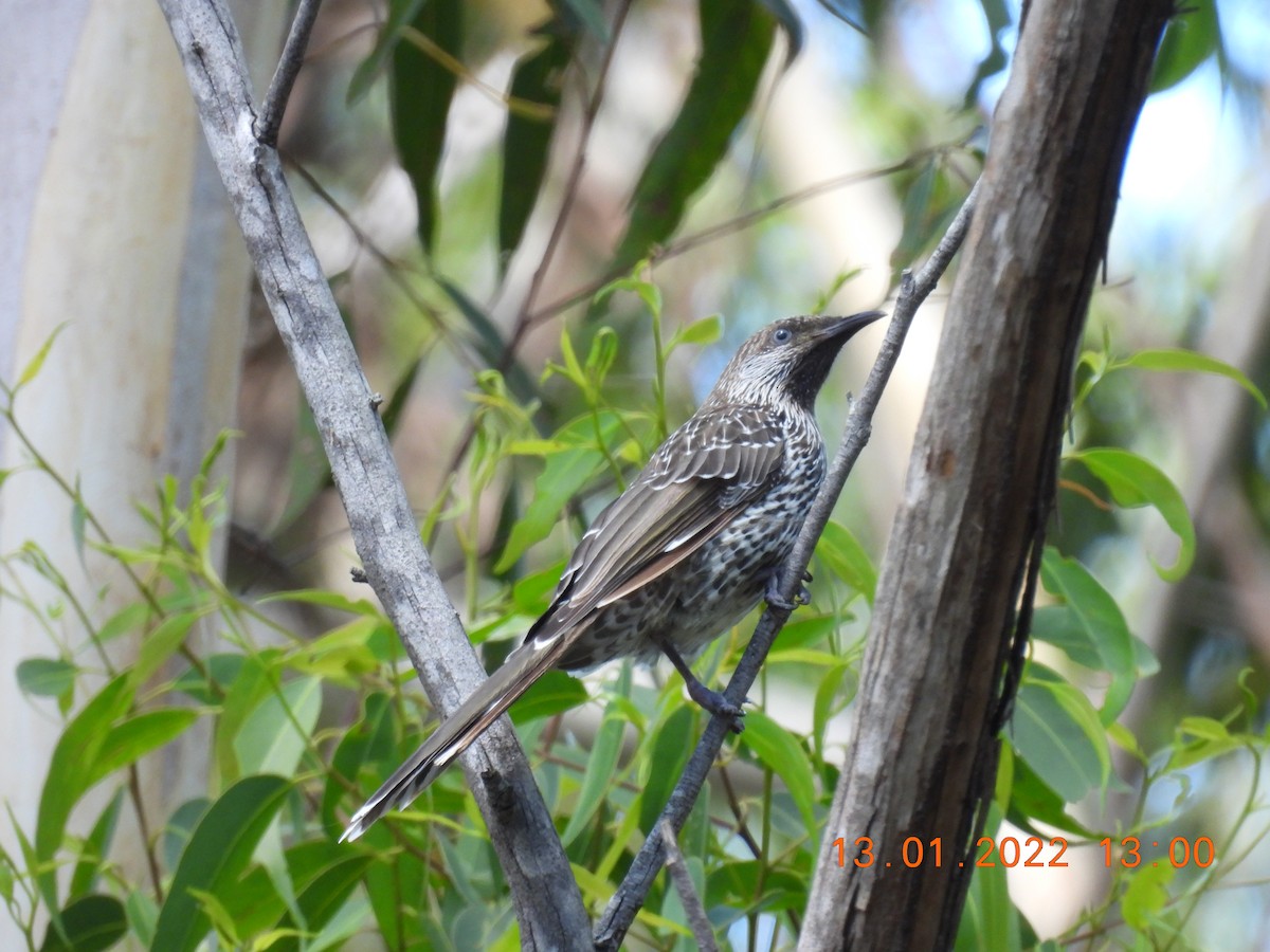 Little Wattlebird - Trevor Oliver