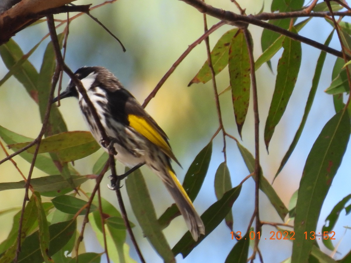 White-cheeked Honeyeater - ML405245771