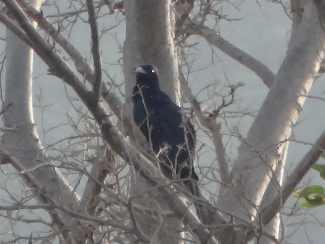 Asian Koel - ML405246031