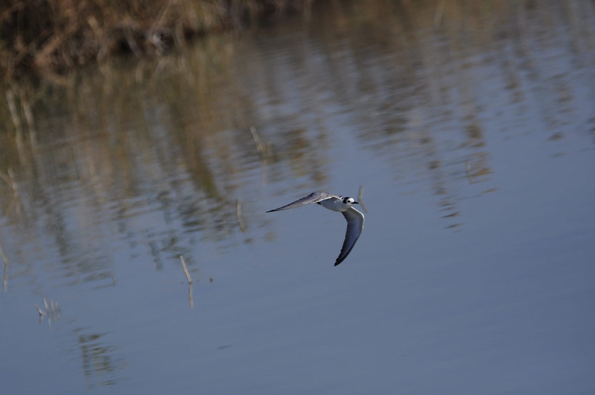 White-winged Tern - ML405246041