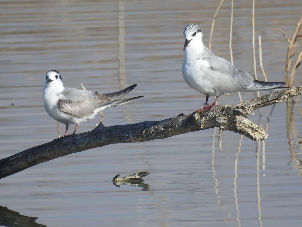 Weißflügel-Seeschwalbe - ML405246121