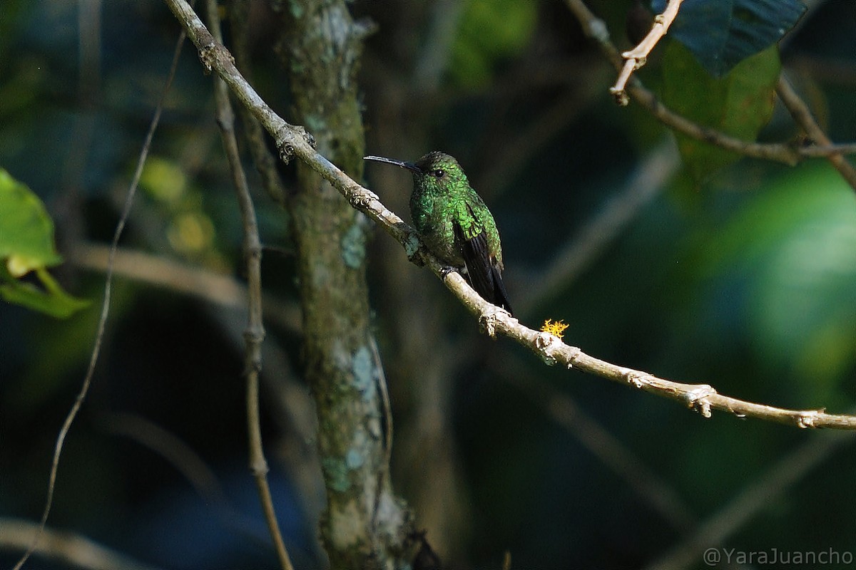 kolibřík měděnořitý - ML405246201