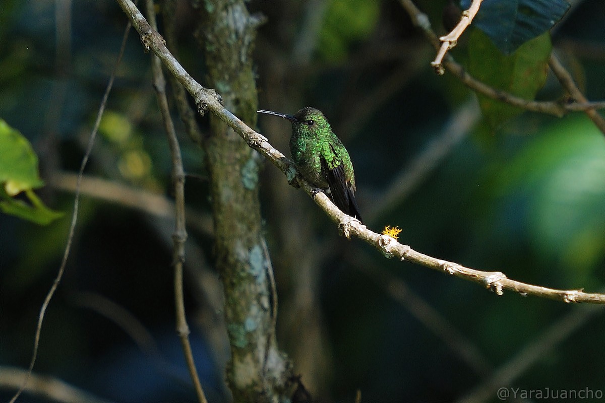 Copper-rumped Hummingbird - ML405246201