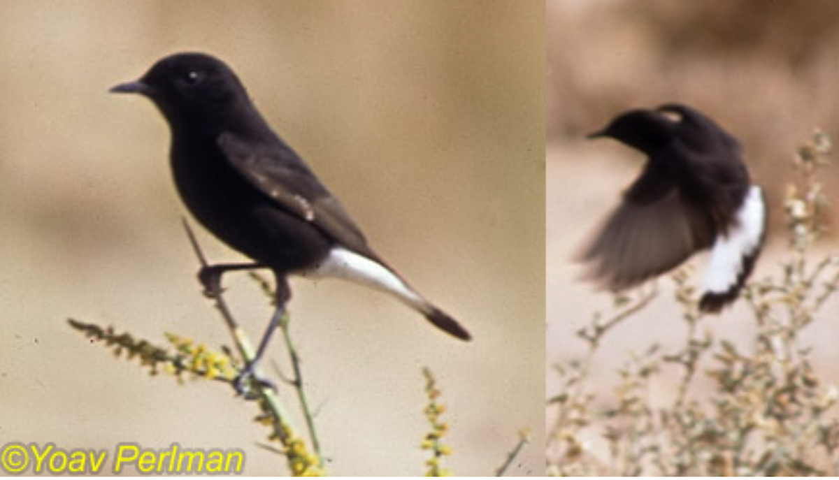 Mourning Wheatear (Basalt) - Rami Mizrachi