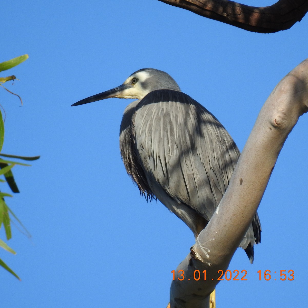 White-faced Heron - ML405247691