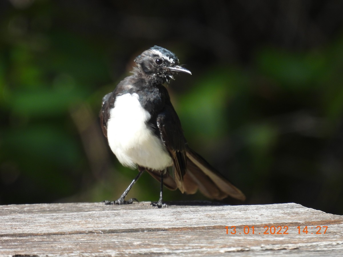 Willie-wagtail - Trevor Oliver