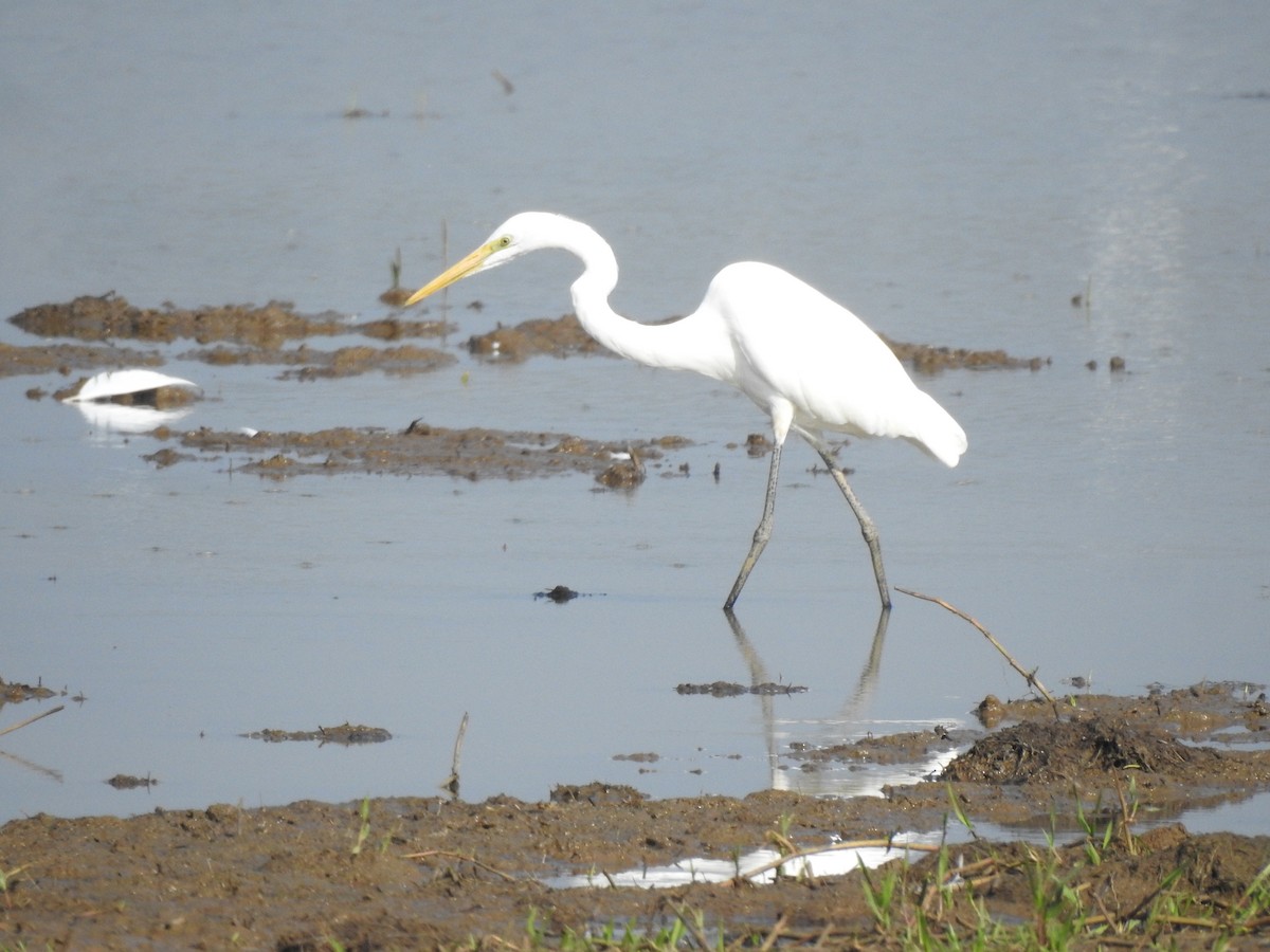 Great Egret - ML405248461