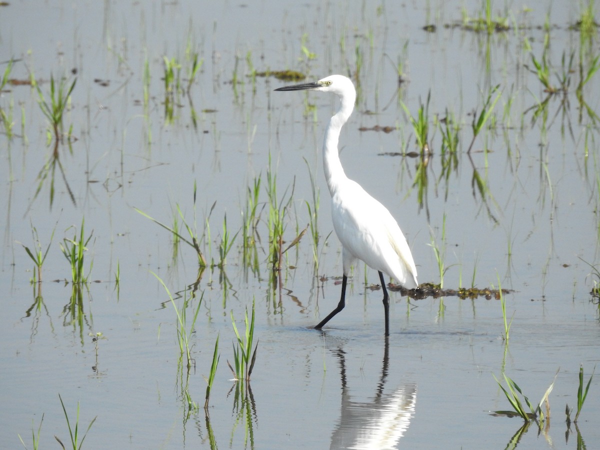 Little Egret - ML405248521