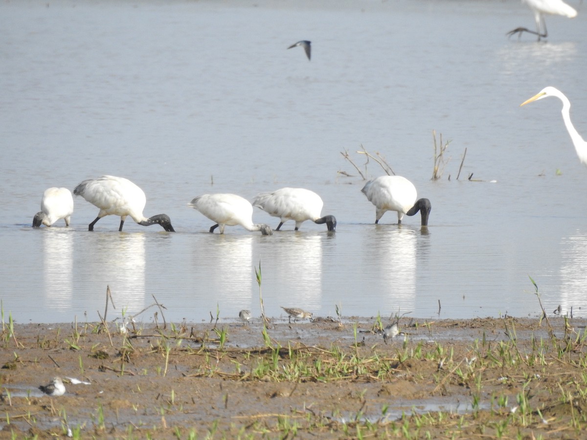 Black-headed Ibis - ML405248551