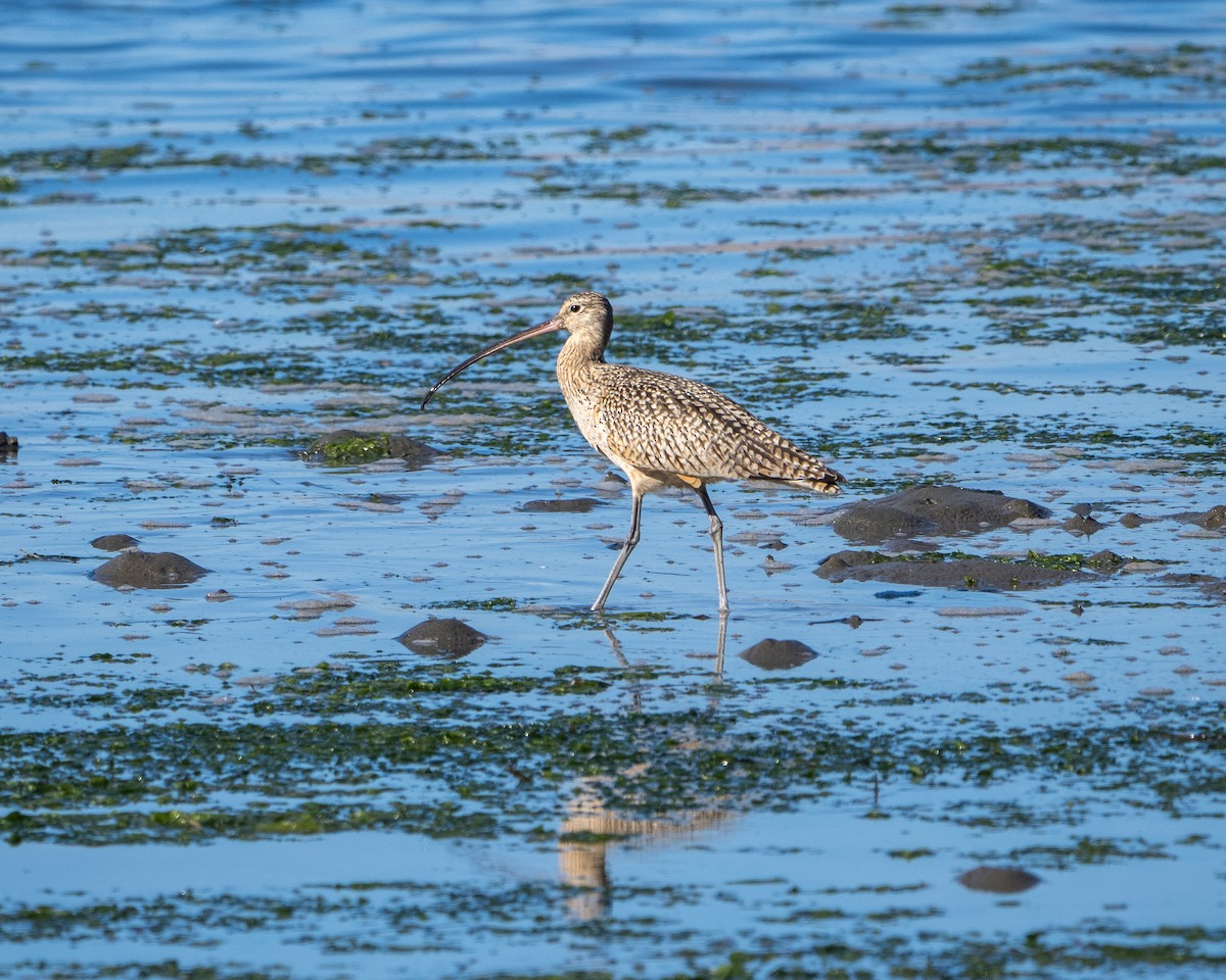 Long-billed Curlew - ML405248791