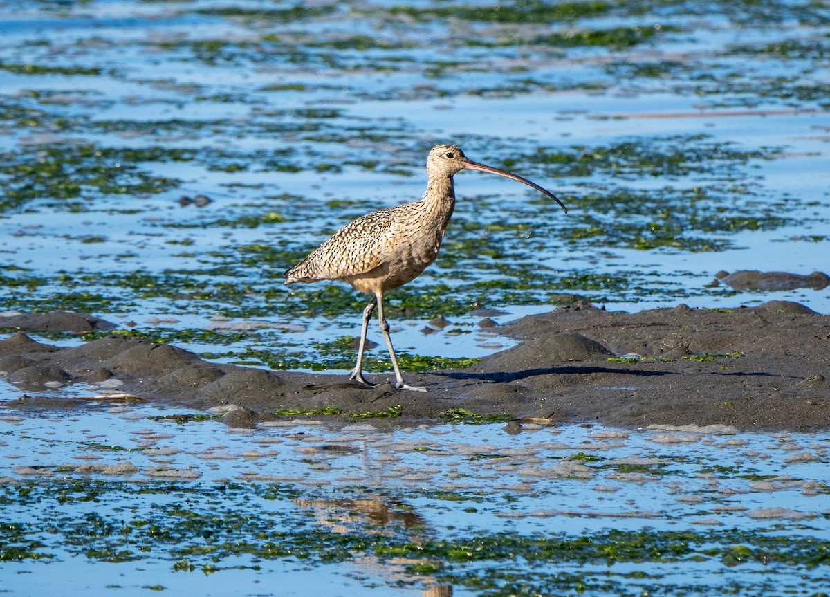 Long-billed Curlew - ML405248821
