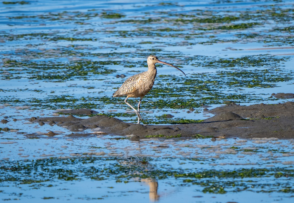 Long-billed Curlew - ML405248831