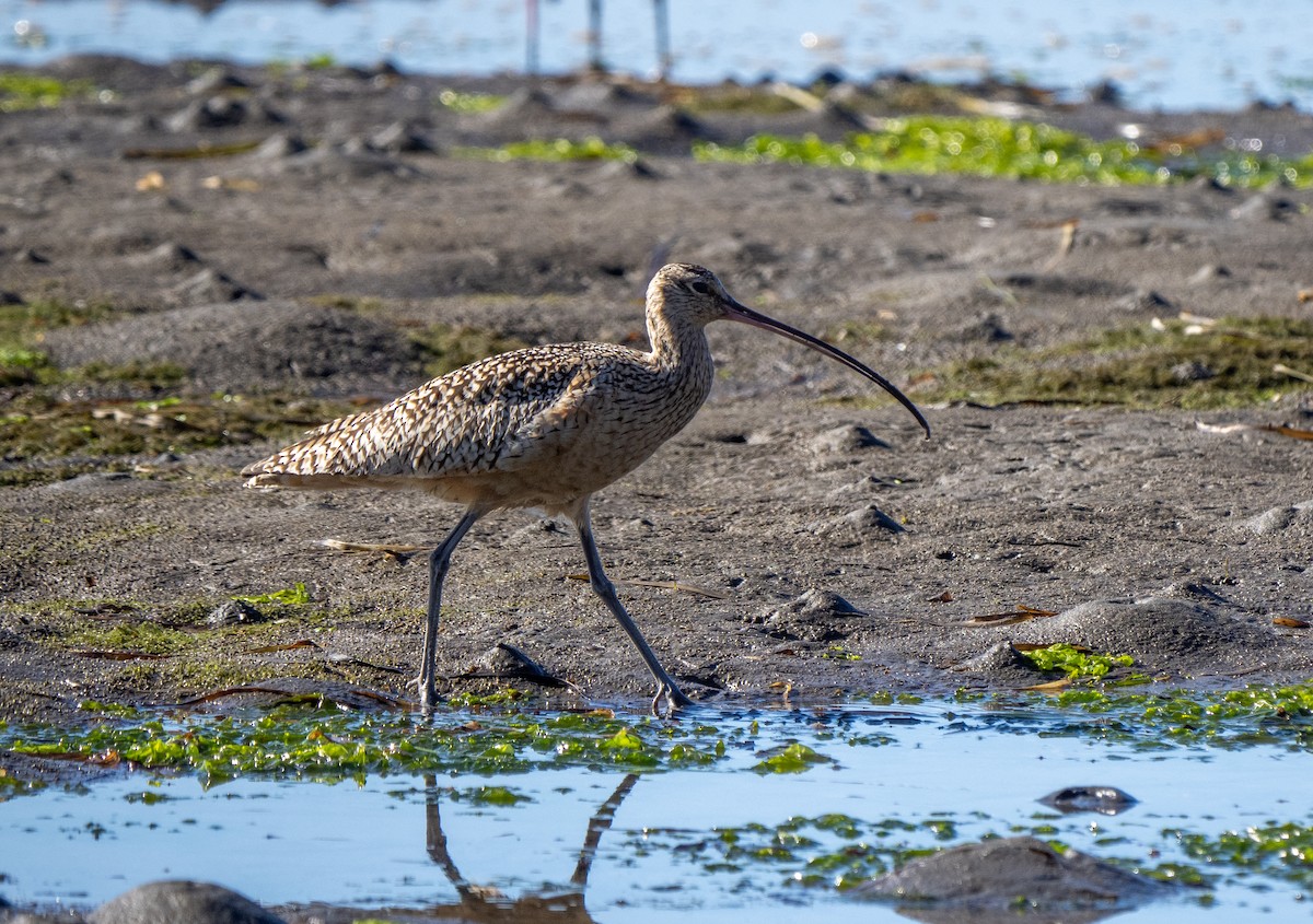 Long-billed Curlew - ML405248851