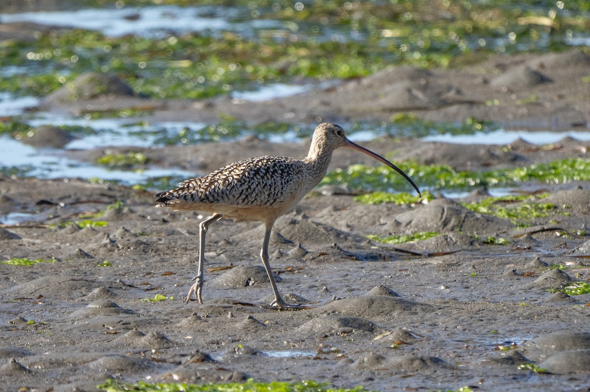 Long-billed Curlew - ML405248911