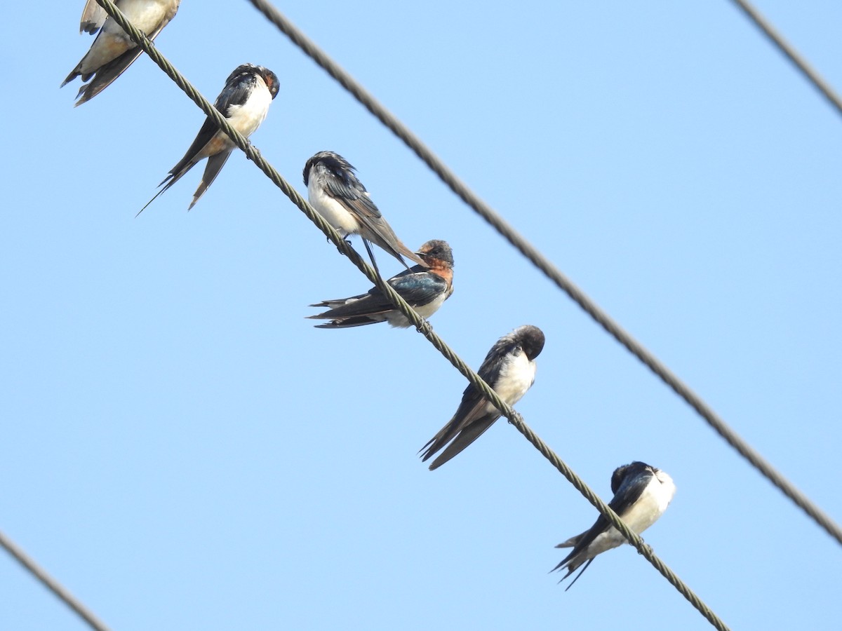 Barn Swallow - ML405248971