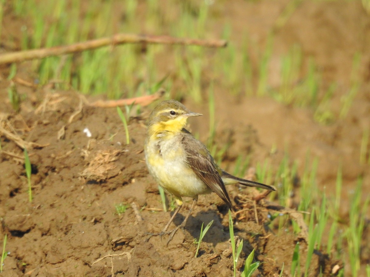 Western Yellow Wagtail - ML405249071