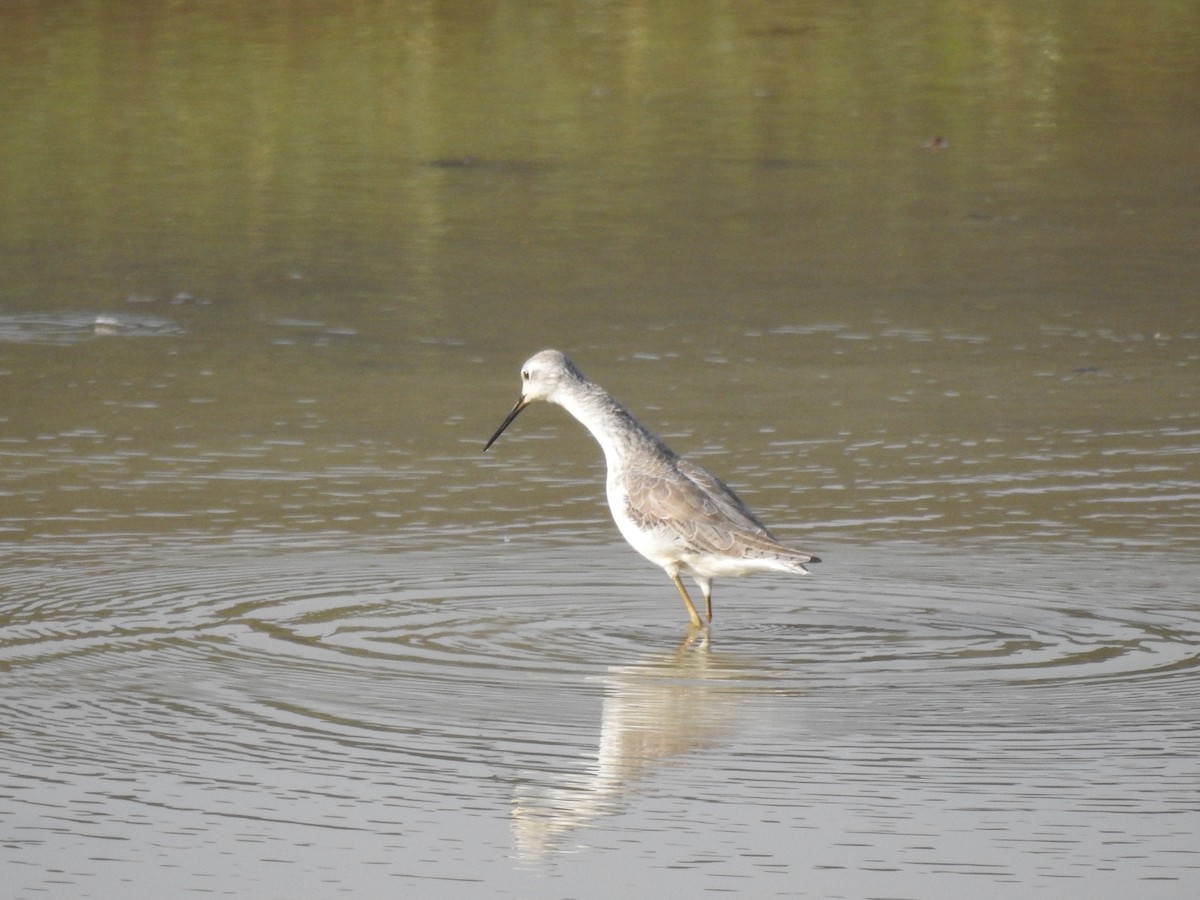 Marsh Sandpiper - ML405249191