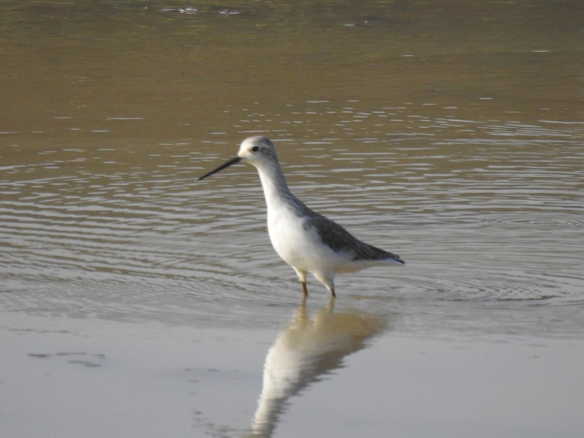 Marsh Sandpiper - HARI MAVELIKARA