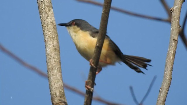 Ashy Prinia - ML405249291