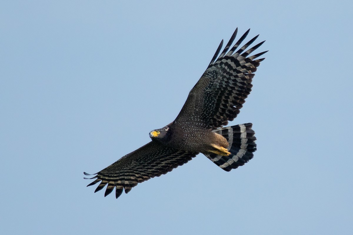 Crested Serpent-Eagle - ML40525001