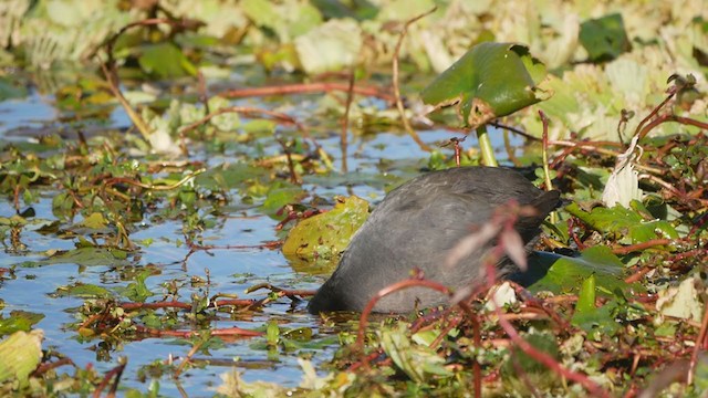 American Coot - ML405250141