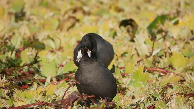 American Coot - ML405250211