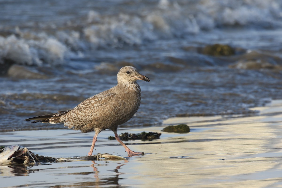 Herring Gull - ML405250831