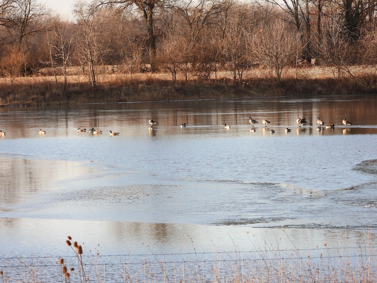 Canada Goose - ML405251001