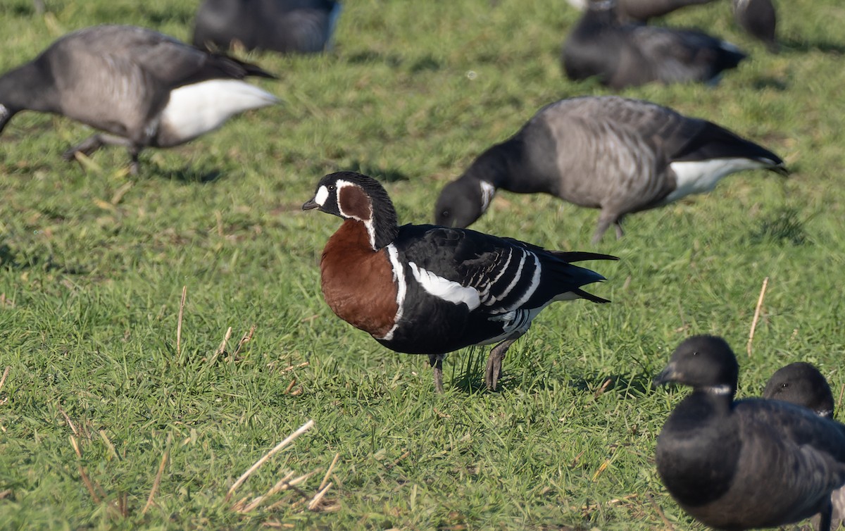 Red-breasted Goose - ML405251791