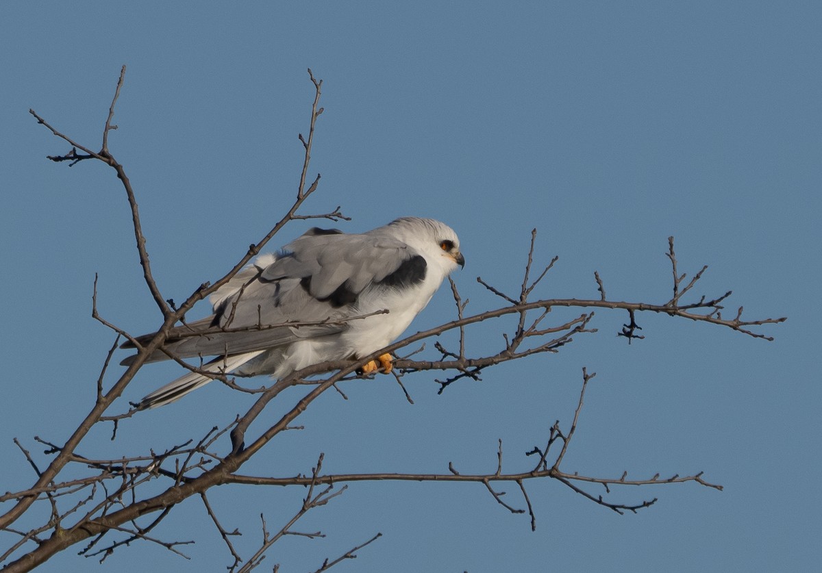 White-tailed Kite - ML405252901