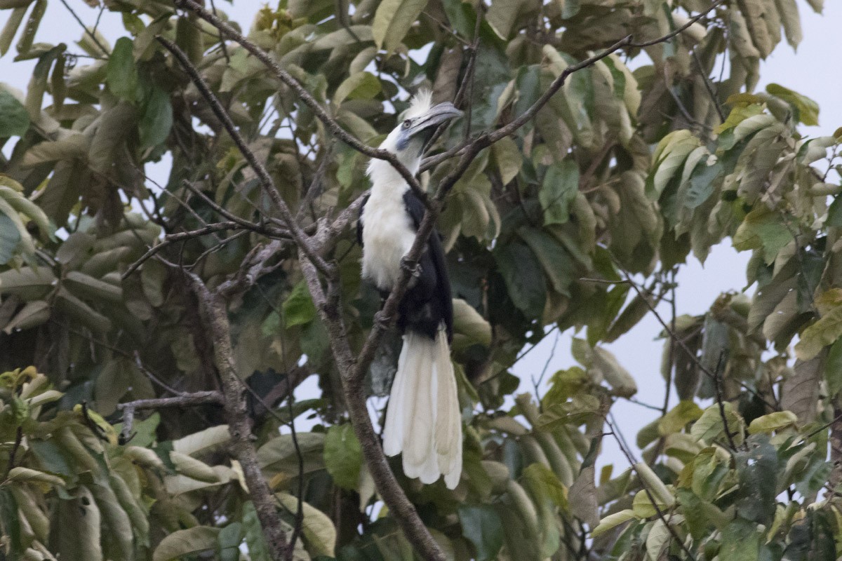 White-crowned Hornbill - ML40525311