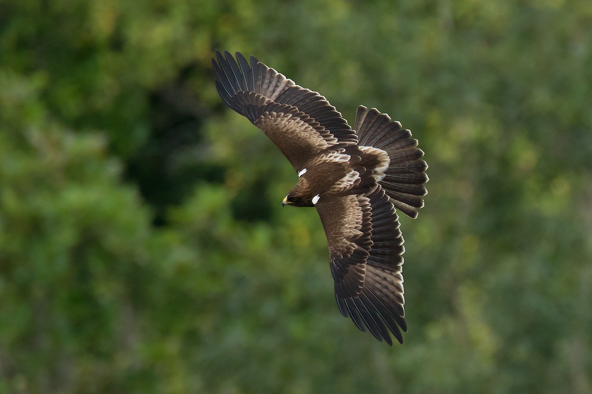 Booted Eagle - ML40525351