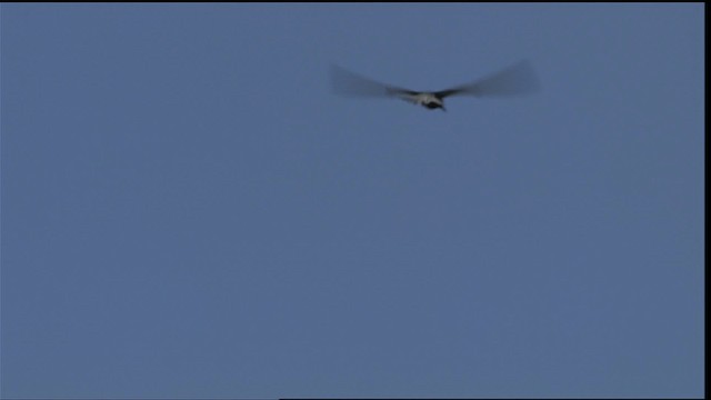 Black Tern (American) - ML405254