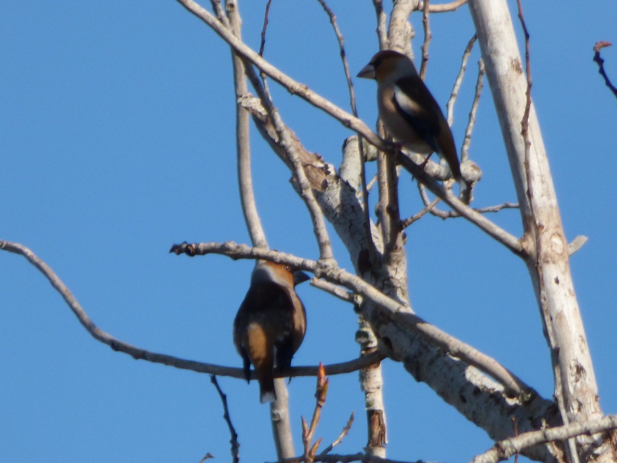 Hawfinch - ML405254451