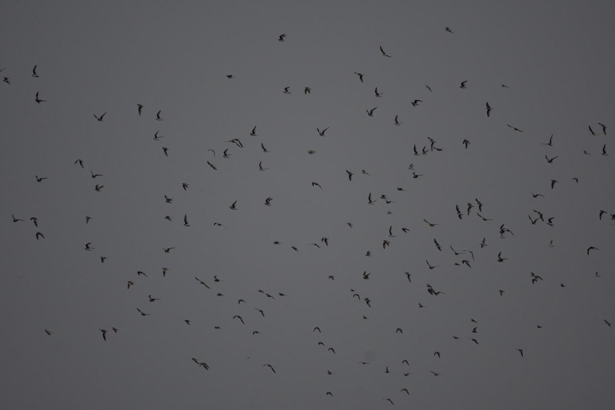 Small Pratincole - ML405254481