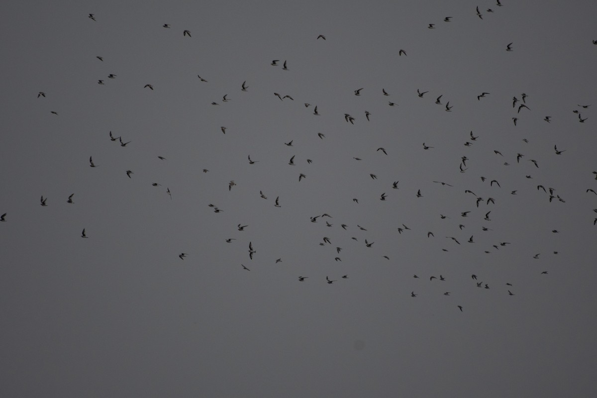 Small Pratincole - ML405254491