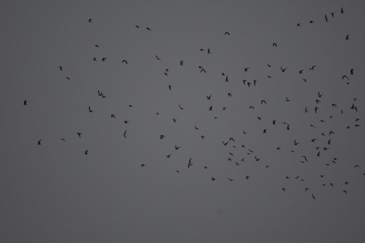 Small Pratincole - ML405254501
