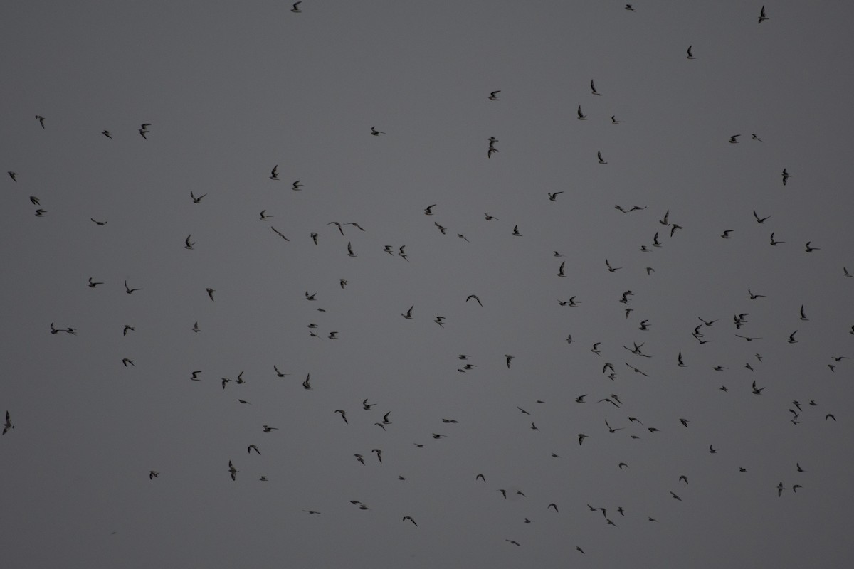 Small Pratincole - ML405254511