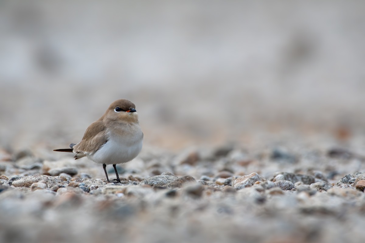Small Pratincole - ML405254521