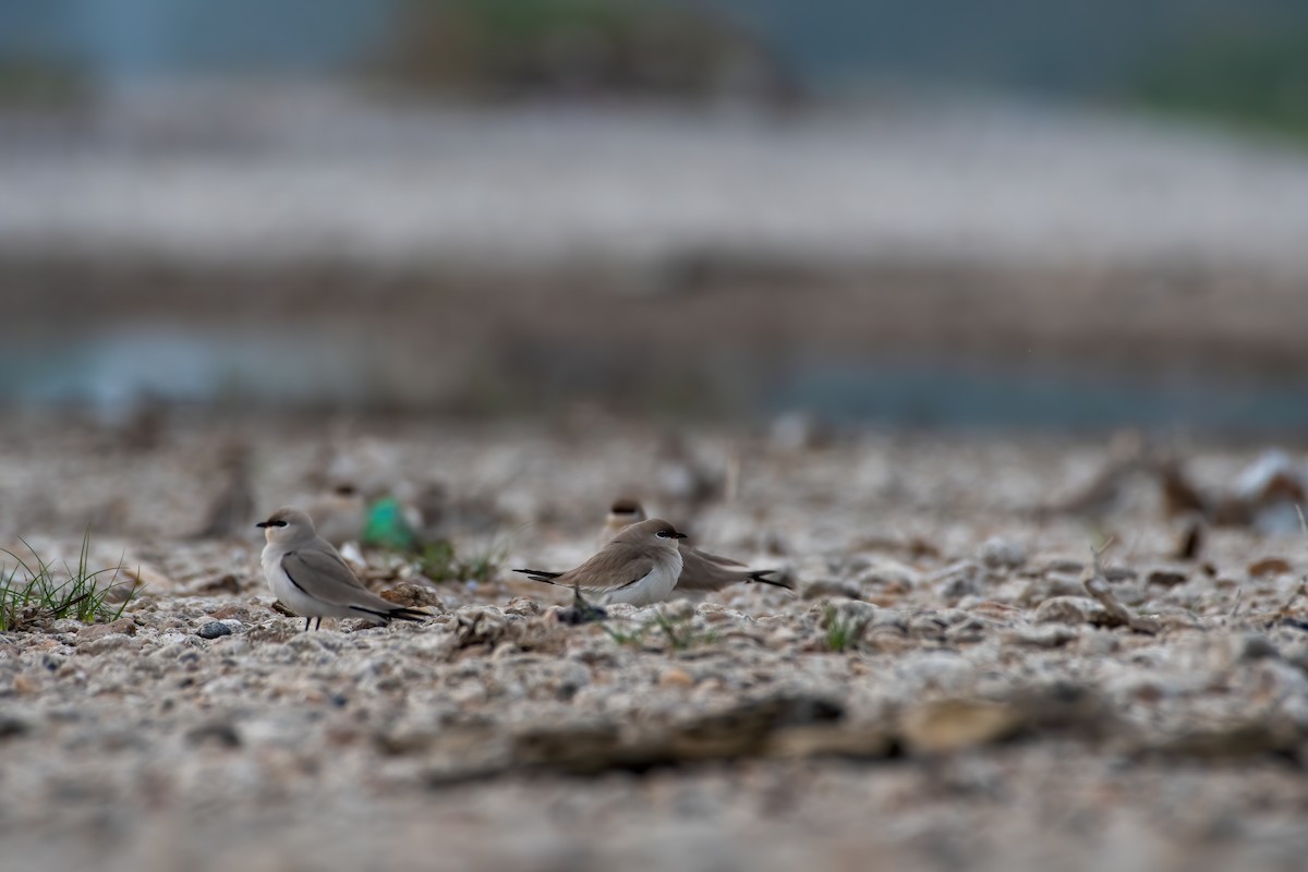 Small Pratincole - ML405254541